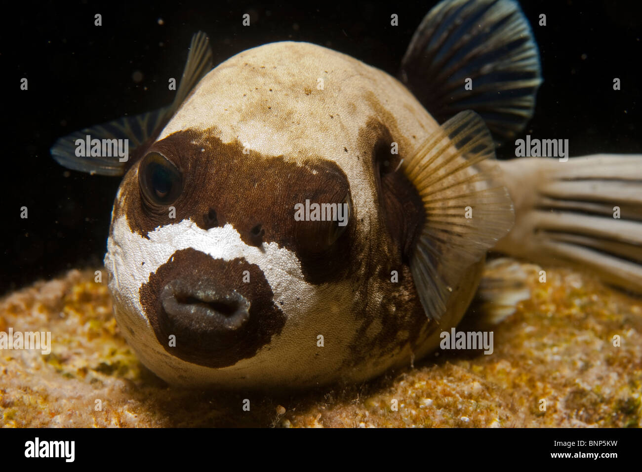 Arothron diadematus Stockfoto