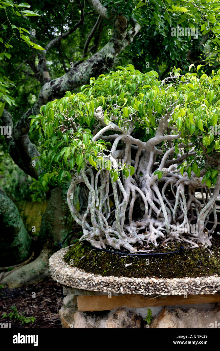Bonsai-Baum mit Wurzeln im Morikami Museum und Japanese Gardens ist ein Zentrum für japanische Kunst in Palm Beach County Florica. Stockfoto