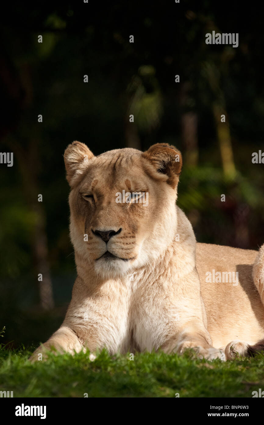 besorgt Löwin Stockfoto