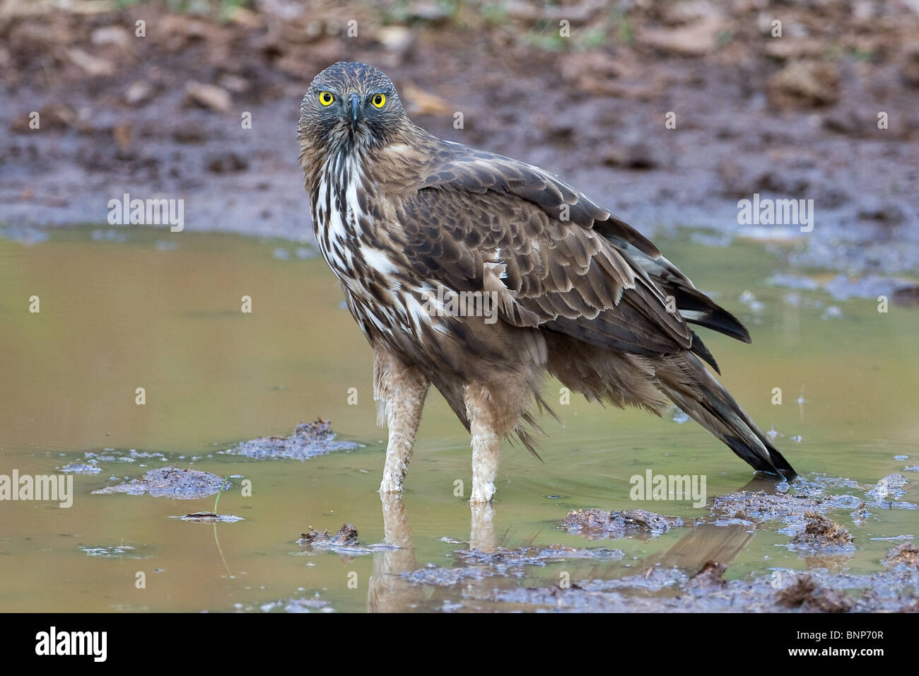Ein Crested Hawk-Adler oder veränderbar Hawk-Adler (Nisaetus Cirrhatus) starrte das Objektiv von einem Wasserloch. Stockfoto