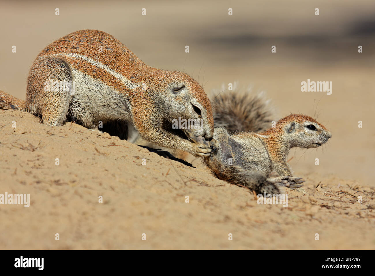 Eine weibliche Borstenhörnchen (Xerus Inaurus) mit ihrem jungen, Kgalagadi Transfrontier Park, Südafrika Stockfoto