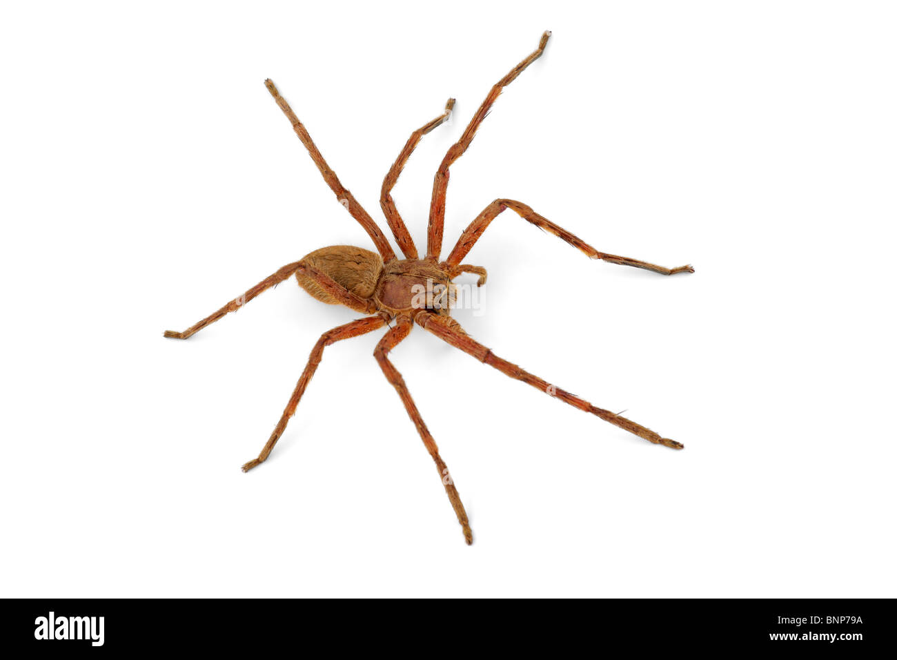 Eine behaarte afrikanische Regen Spinne (Palystes spp.) auf weiß Stockfoto