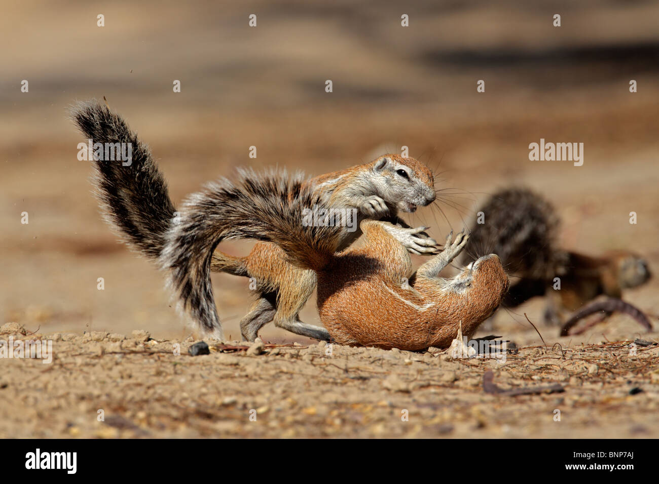 Zwei junge, verspielte Erdhörnchen (einem Inaurus), Kgalagadi Transfrontier Park, Südafrika Stockfoto