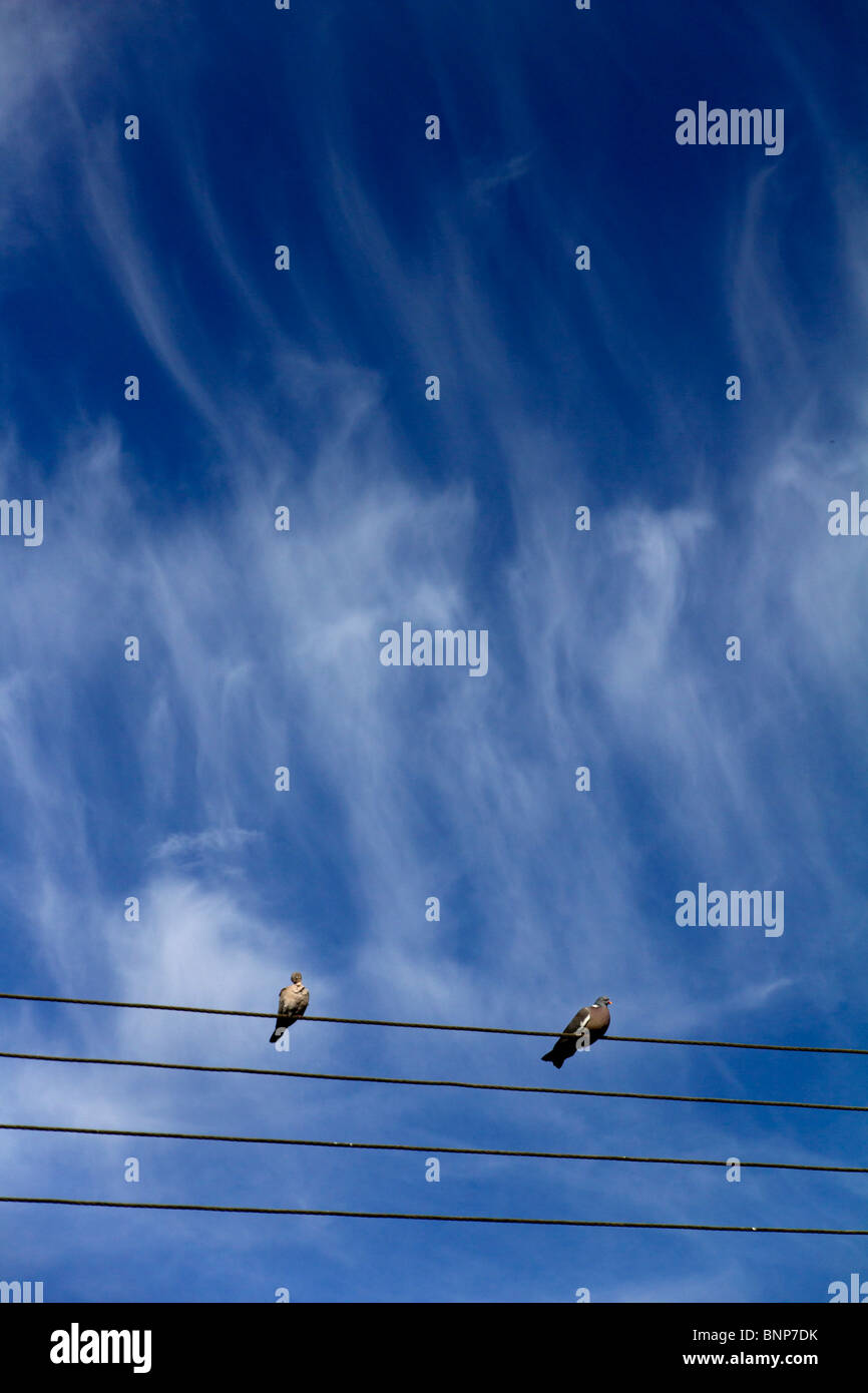 Vögel auf Telegraph Draht 3 Stockfoto