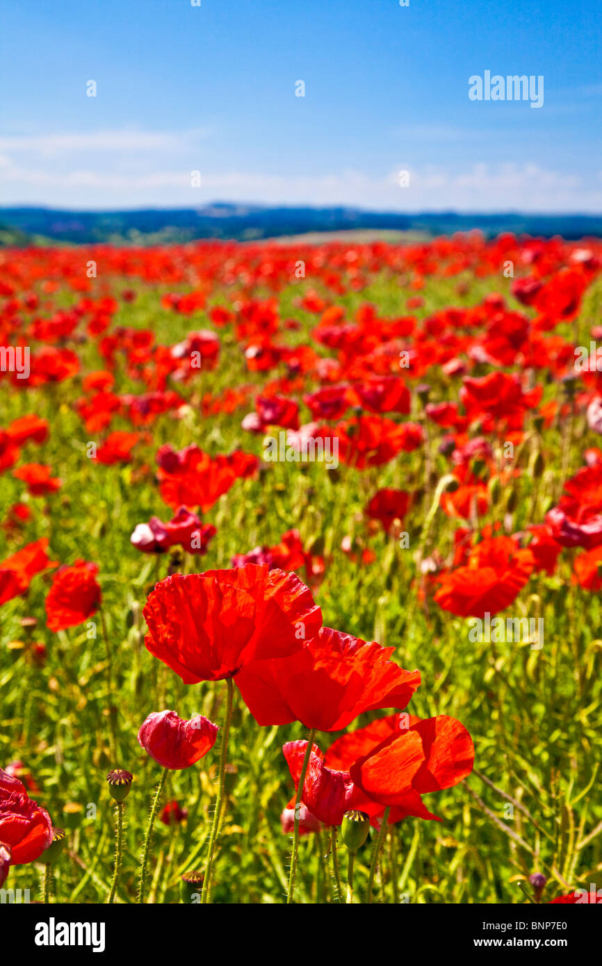 Gemeinsamen roter Mohn, Papaver Rhoeas, in einem Feld in Wiltshire, England, UK Stockfoto