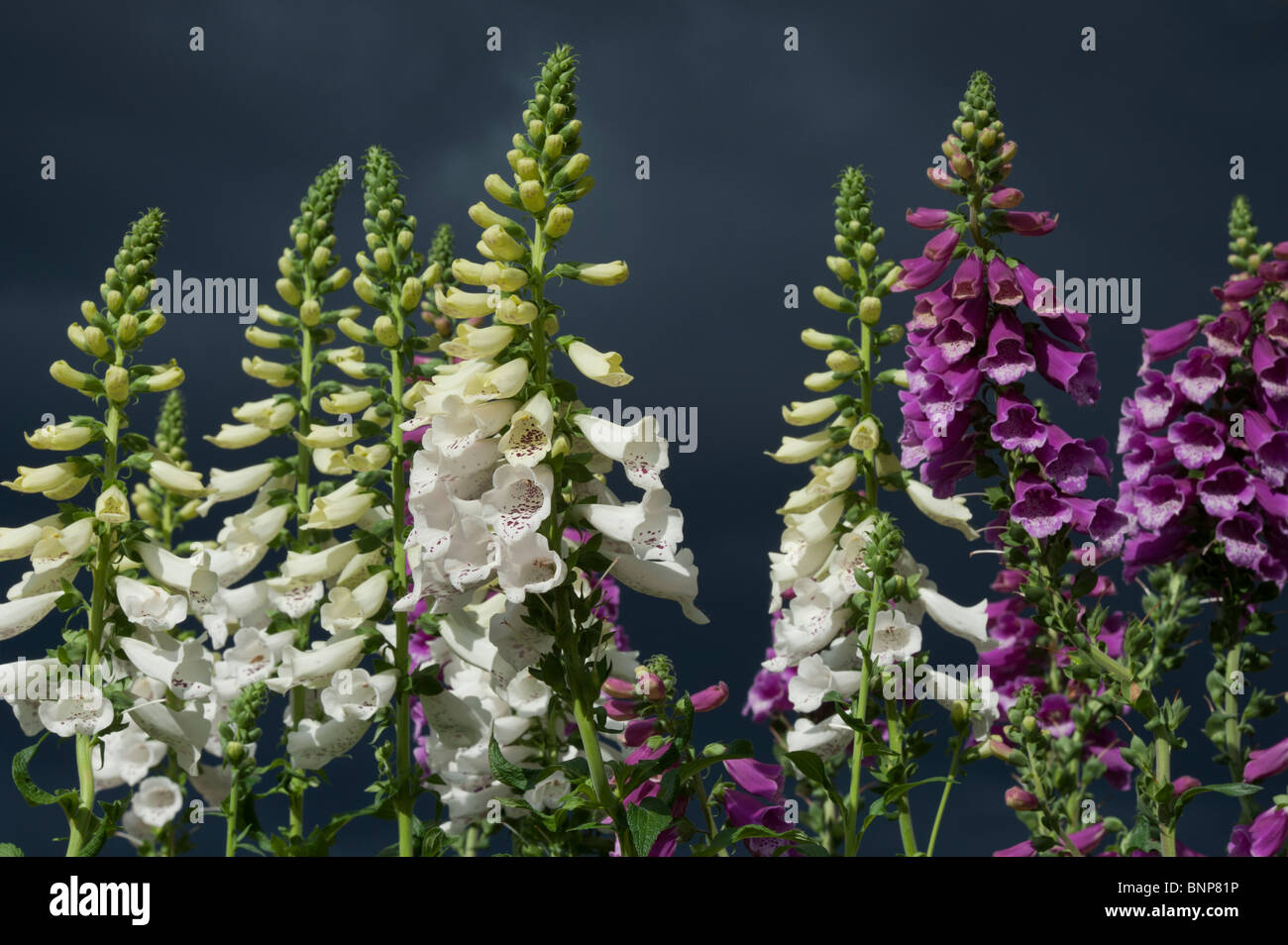 Digitalis 'Dalmatinischen weiß' und 'Dalmatinische Purple' Fingerhut Blumen gegen dunkle stürmische Himmel Stockfoto