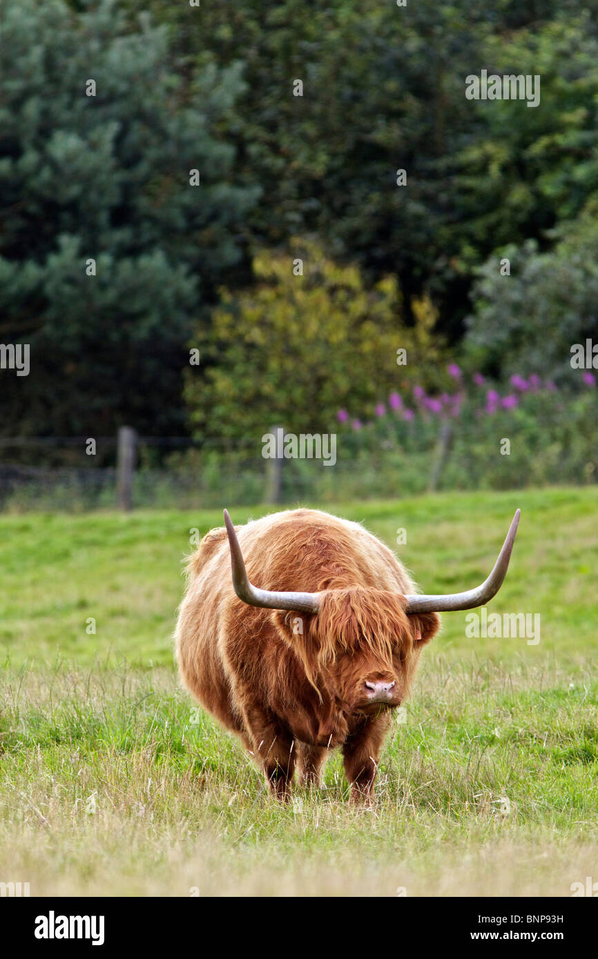 Kuh/Hochlandrinder im Feld in Angus, Schottland Stockfoto