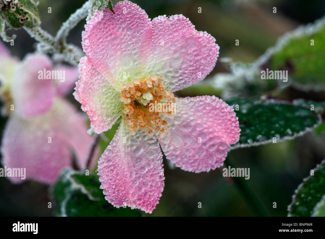 Wild rose Winter Frost bedeckt Stockfoto