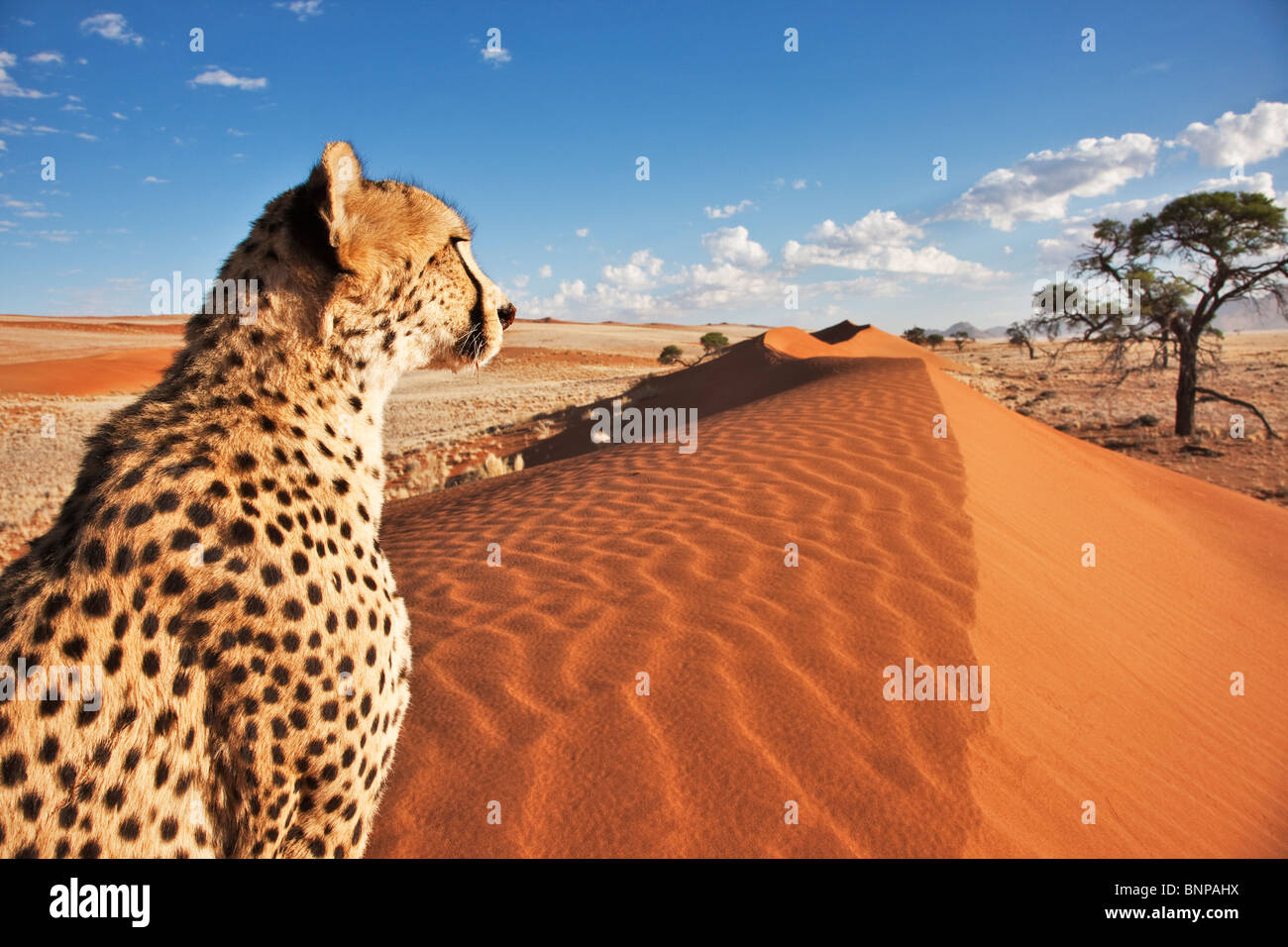 Gepard (Acinonyx Jubatus) mit Wüstenlandschaft im Rücken Boden. Namibia. Stockfoto