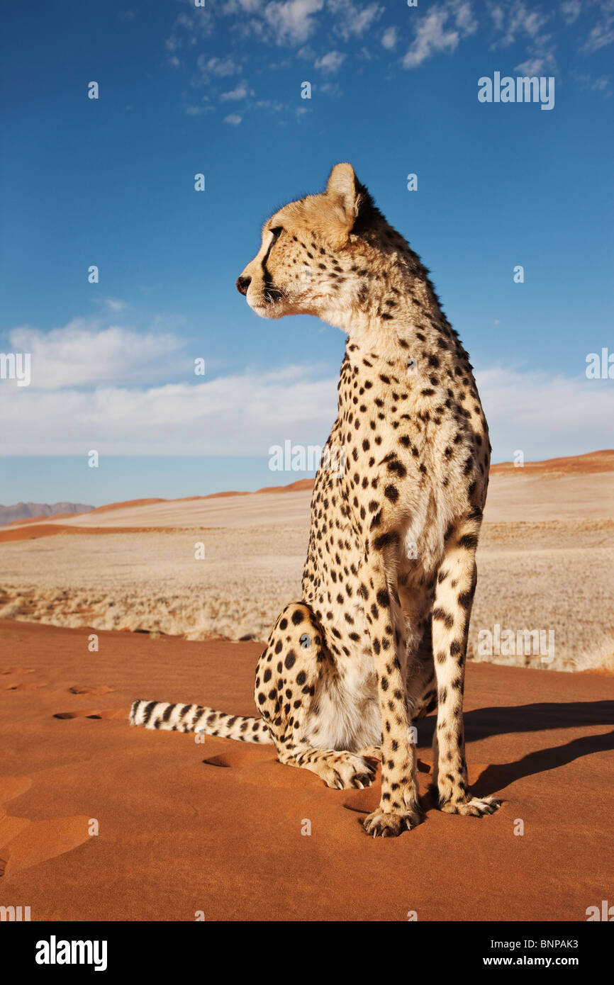 Gepard (Acinonyx Jubatus) mit Wüstenlandschaft im Rücken Boden. Namibia. Stockfoto