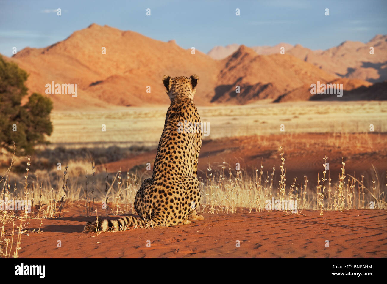 Gepard (Acinonyx Jubatus) mit Wüstenlandschaft im Rücken Boden. Namibia. Stockfoto