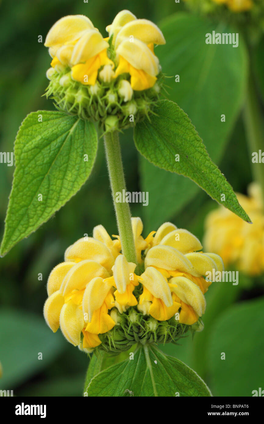 Jerusalem Salbei gelbe Blüten Nahaufnahme Phlomis russeliana Stockfoto