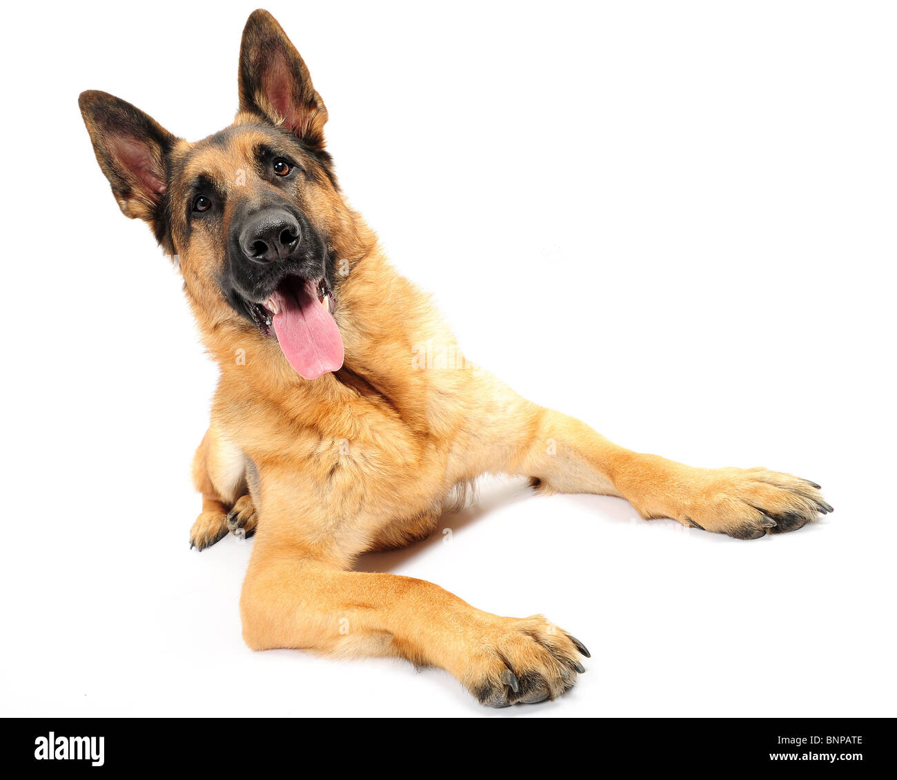 Deutscher Schäferhund Hund Ozzy gedreht im Studio vor weißem Hintergrund. Stockfoto