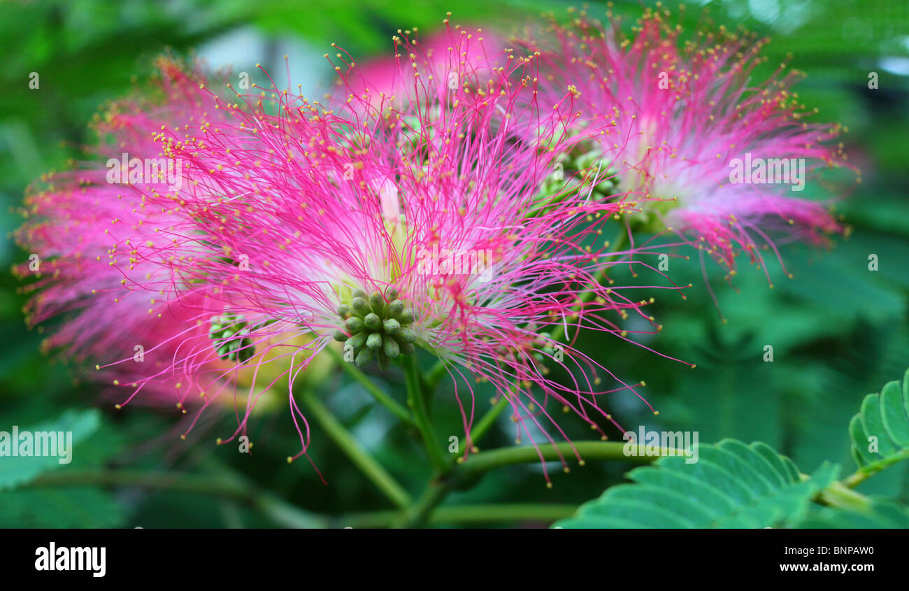 Persischer Silk Baum Blumen Nahaufnahme Albizia julibrissin Stockfoto