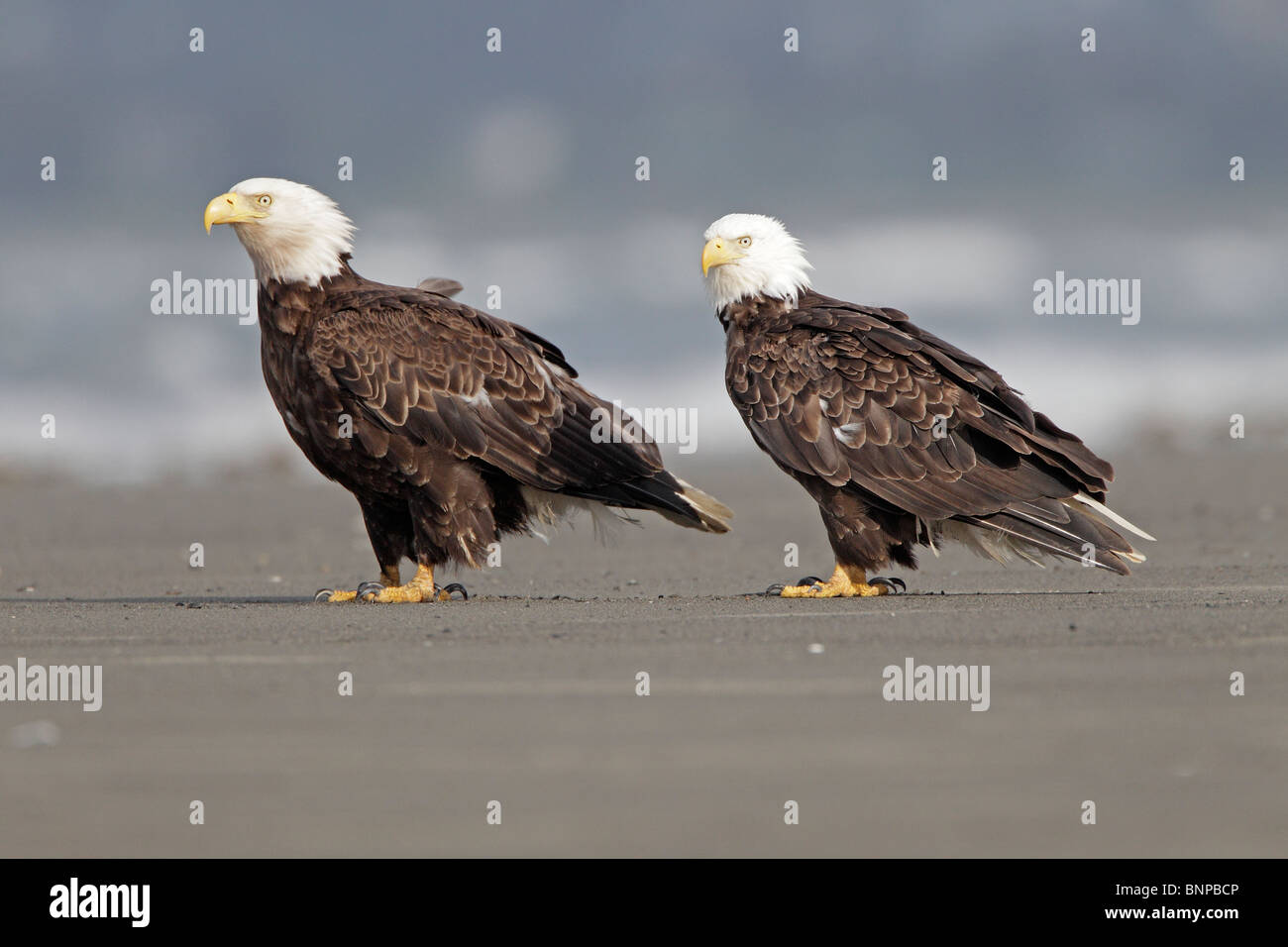 Ein paar Erwachsene Weißkopfseeadler am Strand Stockfoto