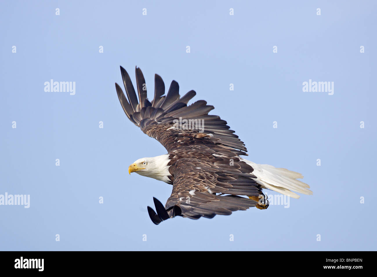 Adult Weißkopfseeadler im Flug Stockfoto