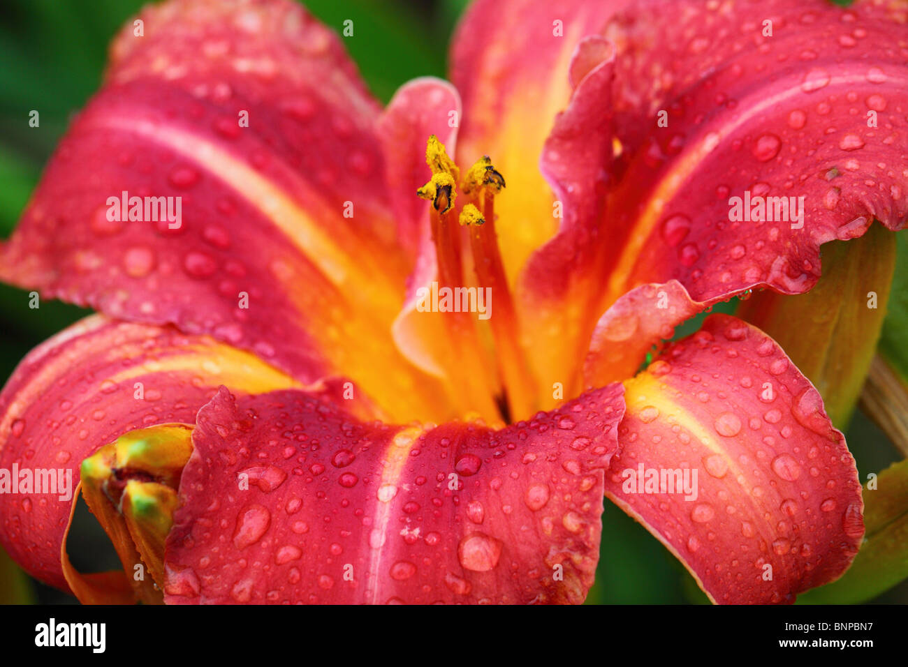 Rote Lilie Blume in der Nähe von Hemerocallis Stockfoto