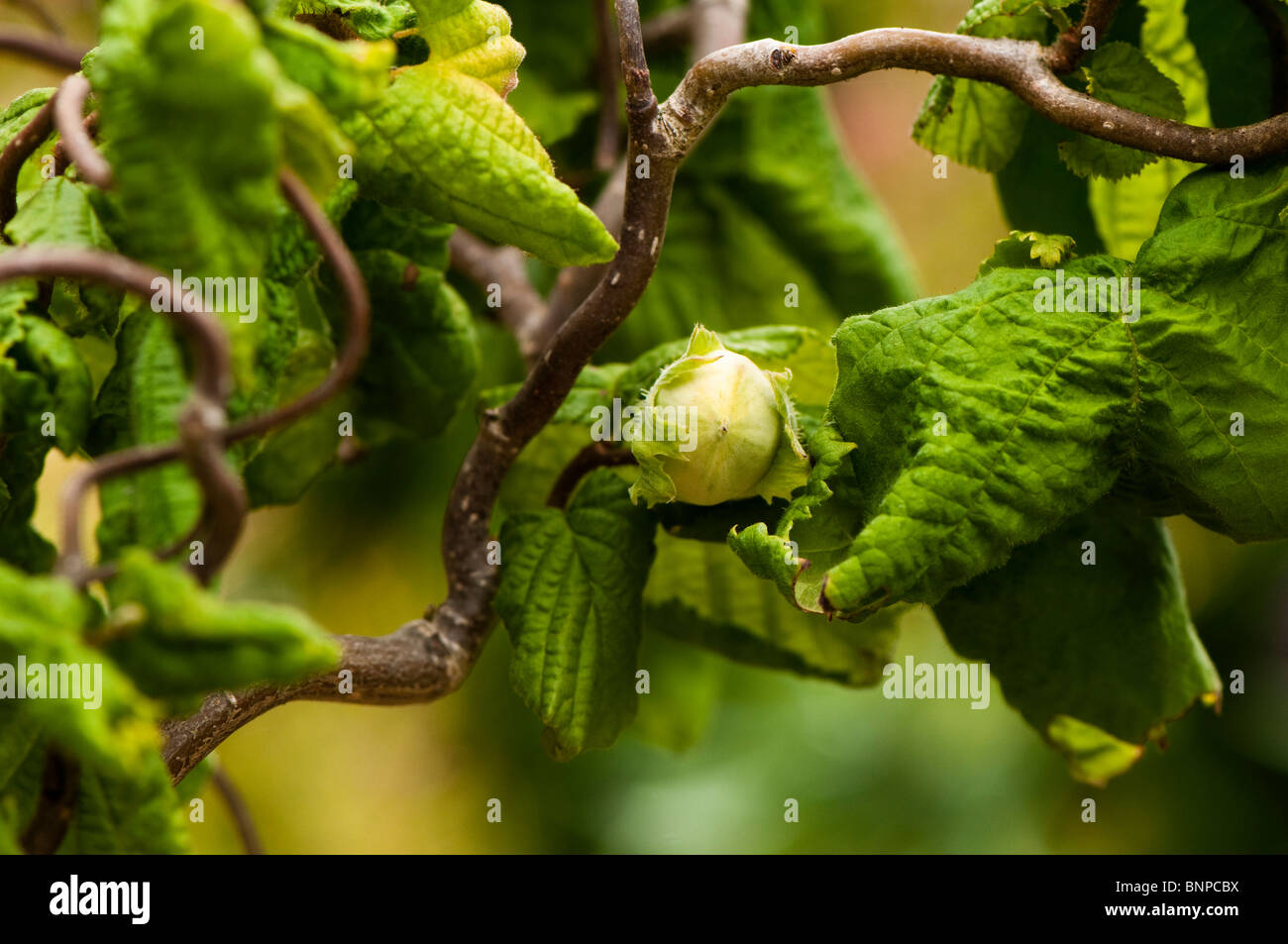 Mutter auf einen Korkenzieher oder verzerrte Hasel, Corylus Avellana 'Contorta' (Harry Lauder Walkingstick) wachsen Stockfoto