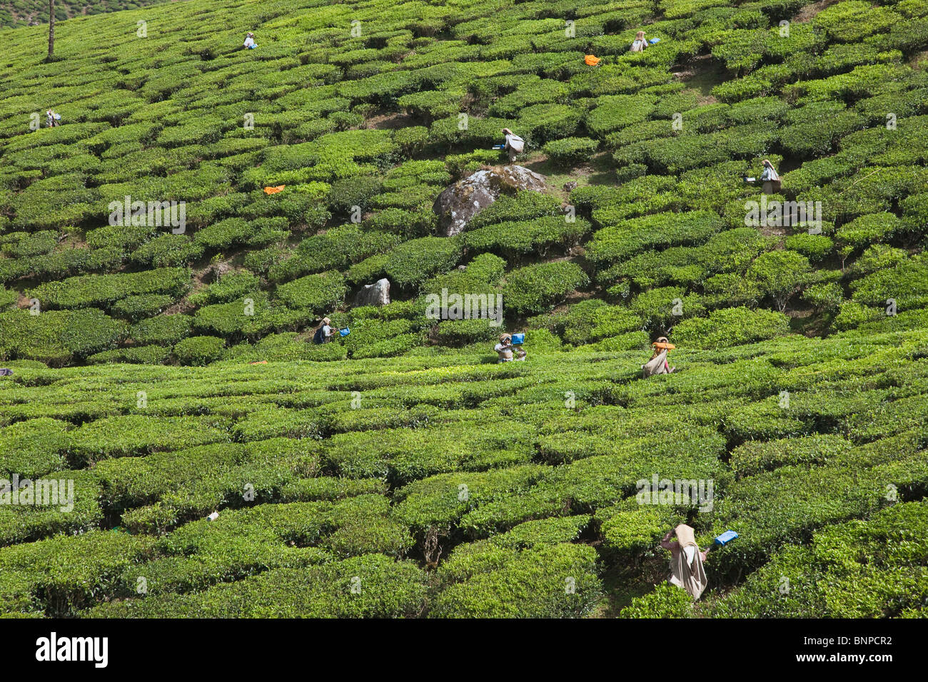 Munnar hat weitläufige Teeplantagen, wo die meisten des Tees ist immer noch von hand gepflückt. Munnar, Kerala, Indien. Stockfoto