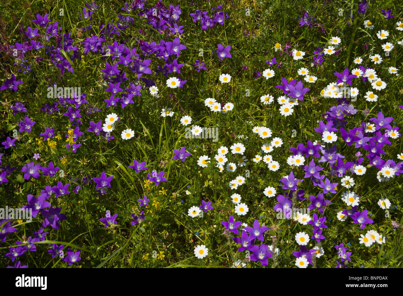 Wilde Blumen wachsen im Dorf von Kassiopi auf der griechischen Mittelmeer Insel von Corfu Griechenland GR Stockfoto
