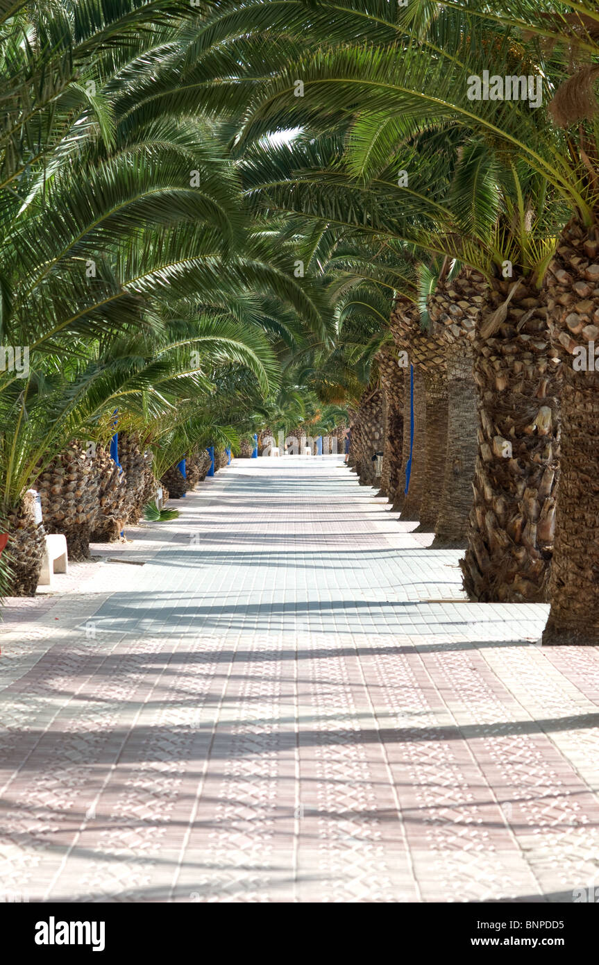 Palm Allee Paseo Gehweg in Puerto de Mazarron Murcia Costa Calida Spanien Europa Stockfoto