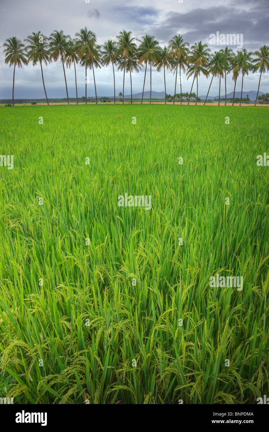 Reisfeld mit Kokosnüssen im Hintergrund. Einbisschen Tamil Nadu, Südindien Stockfoto