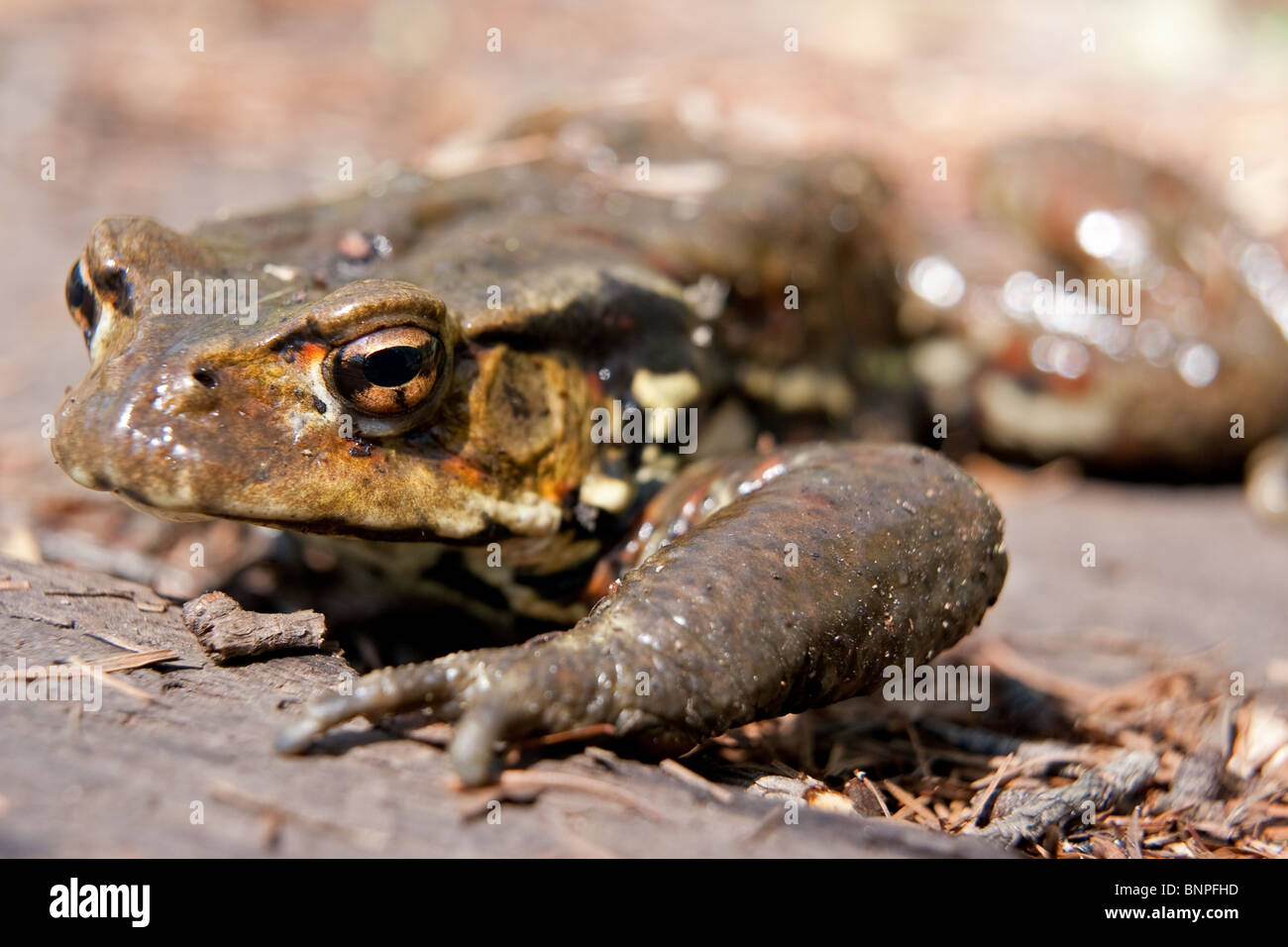 Gemeinsamen Kröte (Bufo Bufo) Makro Fotobild. Diese Amphibien Kreatur entdeckte man natürlicherweise in Natur rund um die Seen von Japan Stockfoto