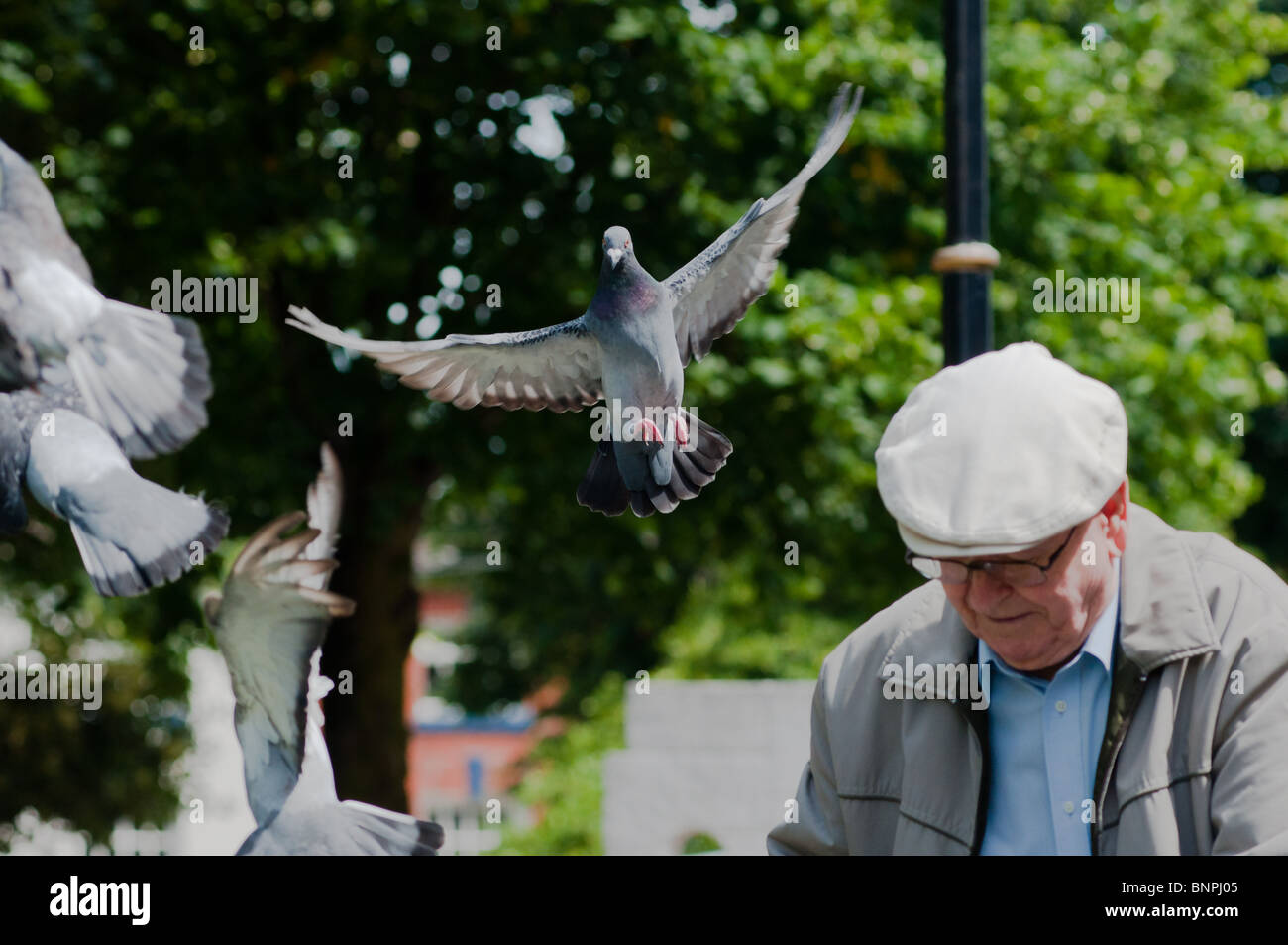 Alter Mann ernährt akrobatische Tauben in Redditch, Einbindung. UK Stockfoto