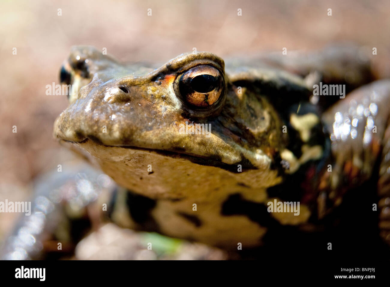 Makroaufnahme einer japanischen Kröte entdeckt im Nationalpark Joshinetsu, Japan Stockfoto