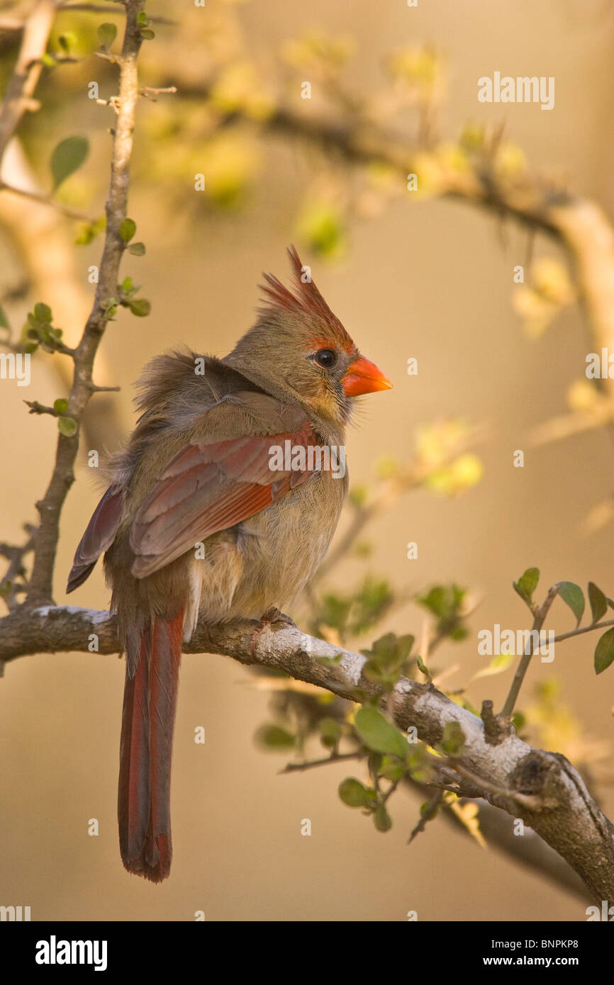 Weiblichen nördlichen Kardinal Stockfoto