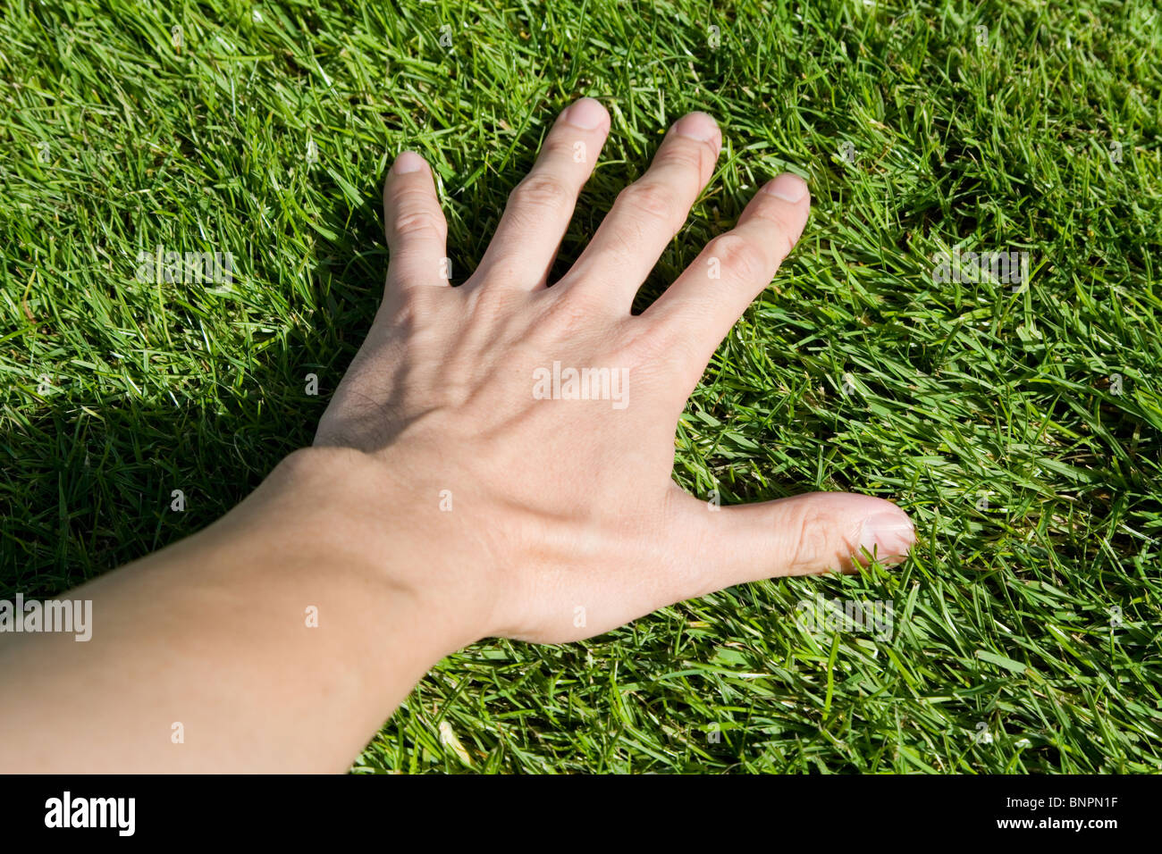 Hand zu berühren Grasgrün hautnah Stockfoto