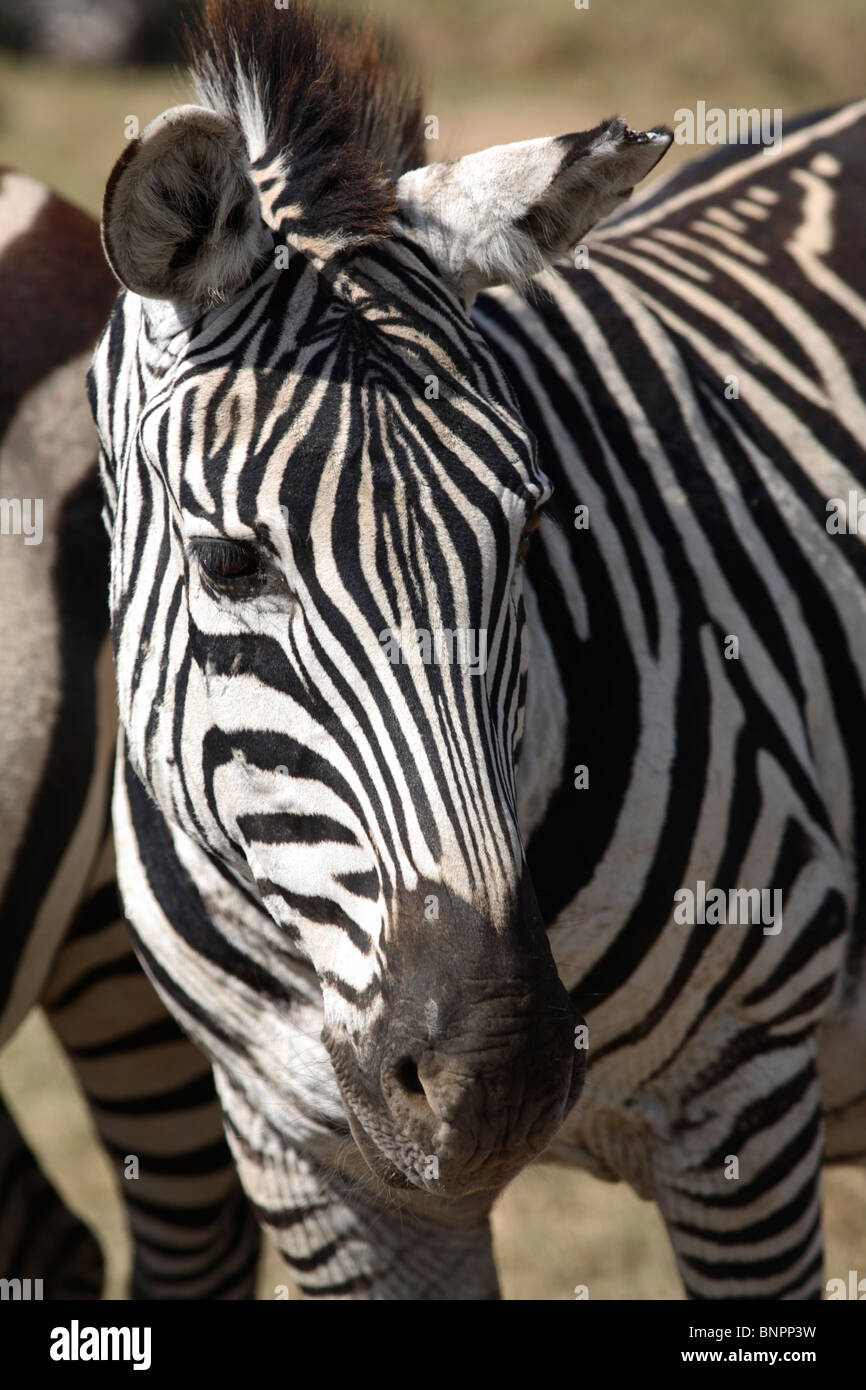 Nahaufnahme eines Zebras, Tansania Stockfoto