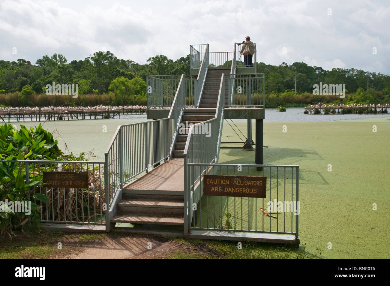 Louisiana, Avery Island, Jungle Gardens, Bird City, Reiher und Reiher Heiligtum, Aussichtsturm, Fotografin Stockfoto