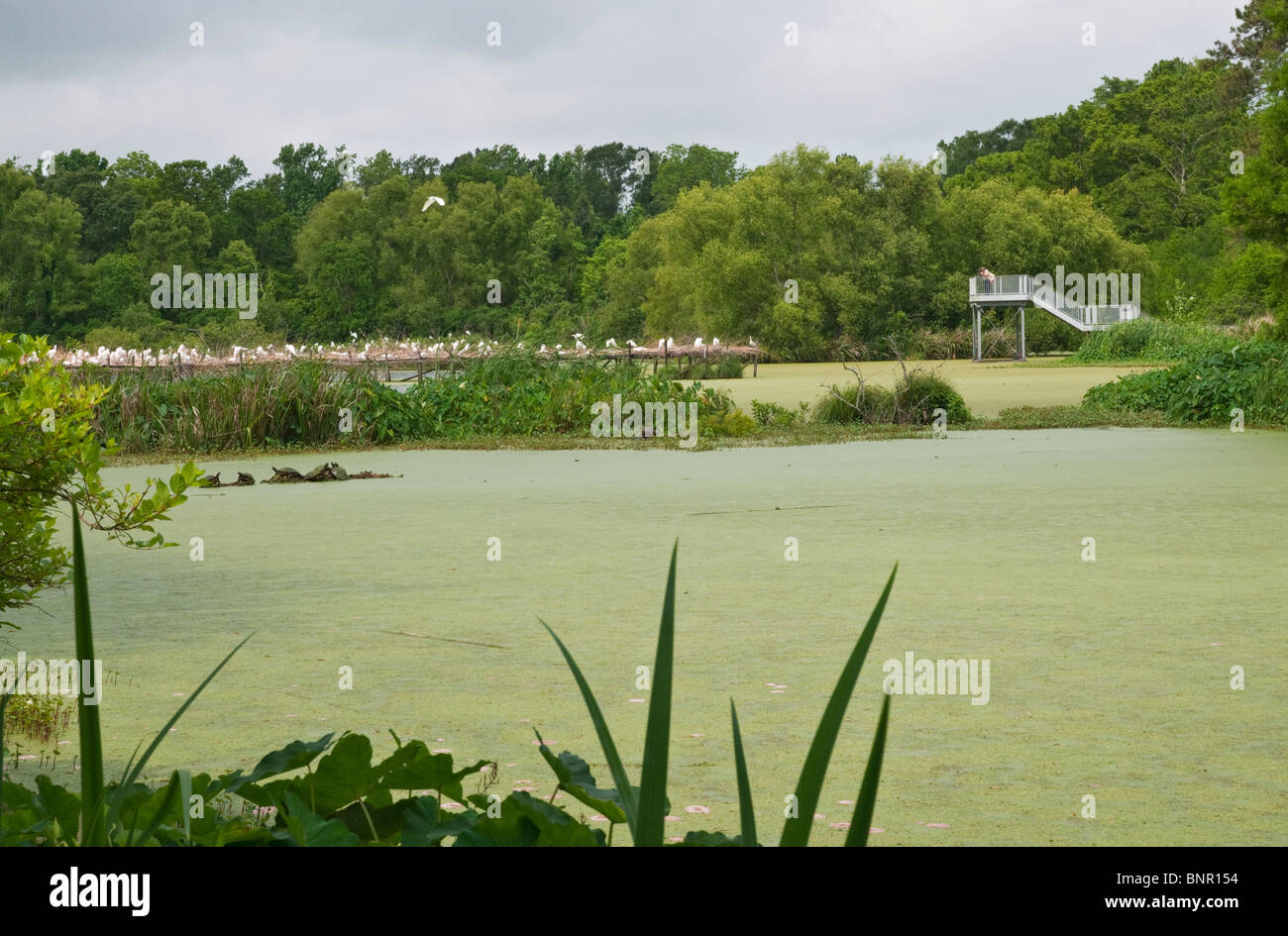 Louisiana, Avery Island, Jungle Gardens, Bird City, Reiher und Reiher Heiligtum Stockfoto