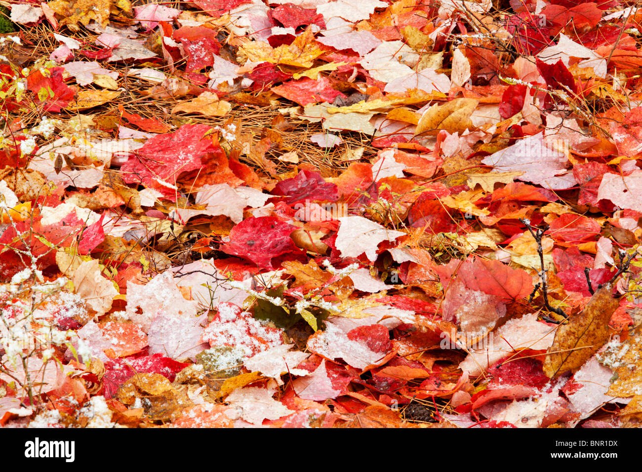 Ahornblätter auf Boden mit Schneedecke, Sudbury, Ontario, Kanada. Stockfoto