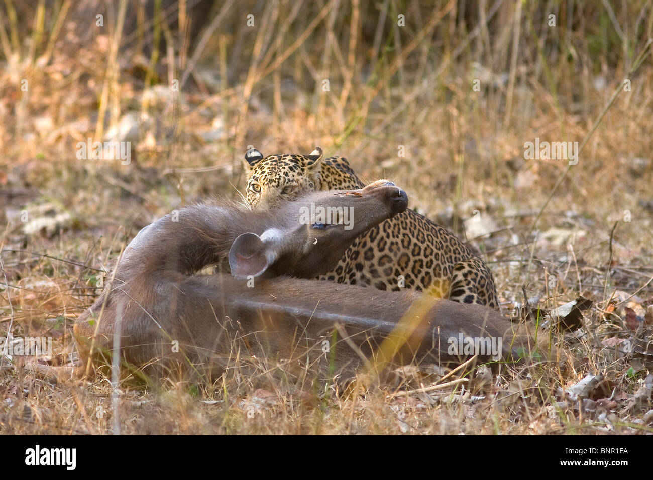 Ein männlicher asiatischen Leopard (Panthera Pardus) Bekämpfung ein Reh Sambar (Cervus unicolor). Stockfoto