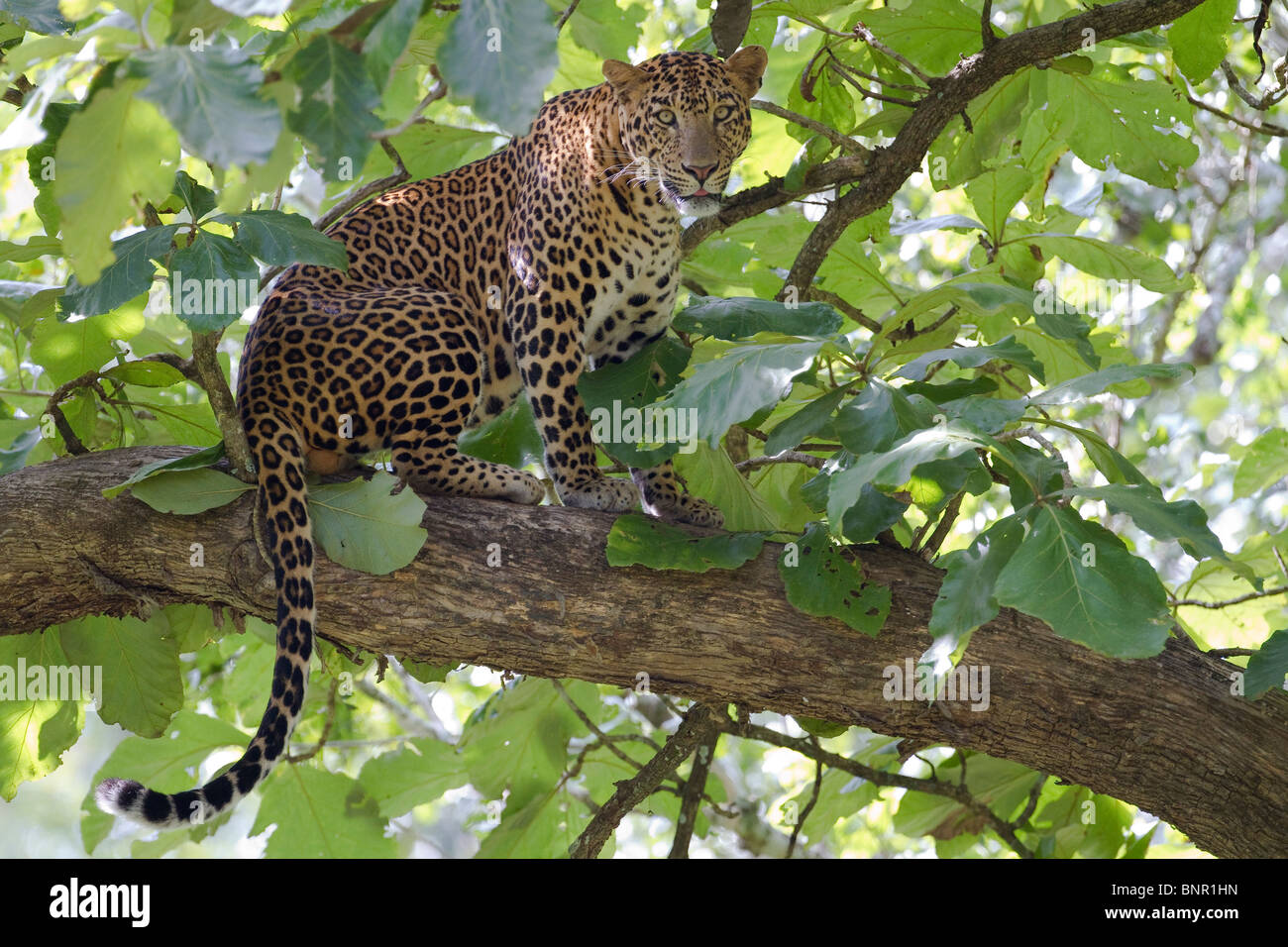 Ein männlicher asiatischen Leopard (Panthera Pardus) auf einem Ast. Stockfoto