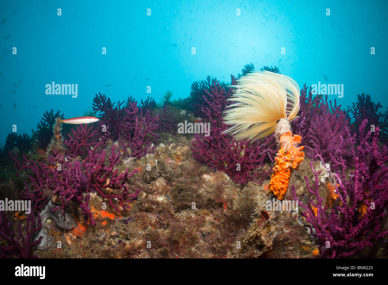 Spiral Schlauch Wurm im Korallenriff, Spirographis Spallanzani, Cap de Creus, Costa Brava, Spanien Stockfoto