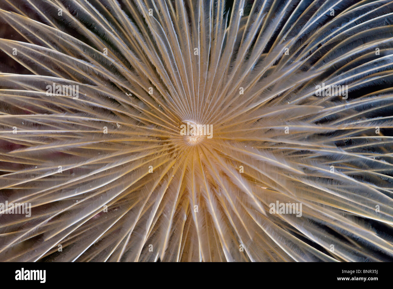 Tentakel der Spirale Tube Worm, Spirographis Spallanzani, Cap de Creus, Costa Brava, Spanien Stockfoto