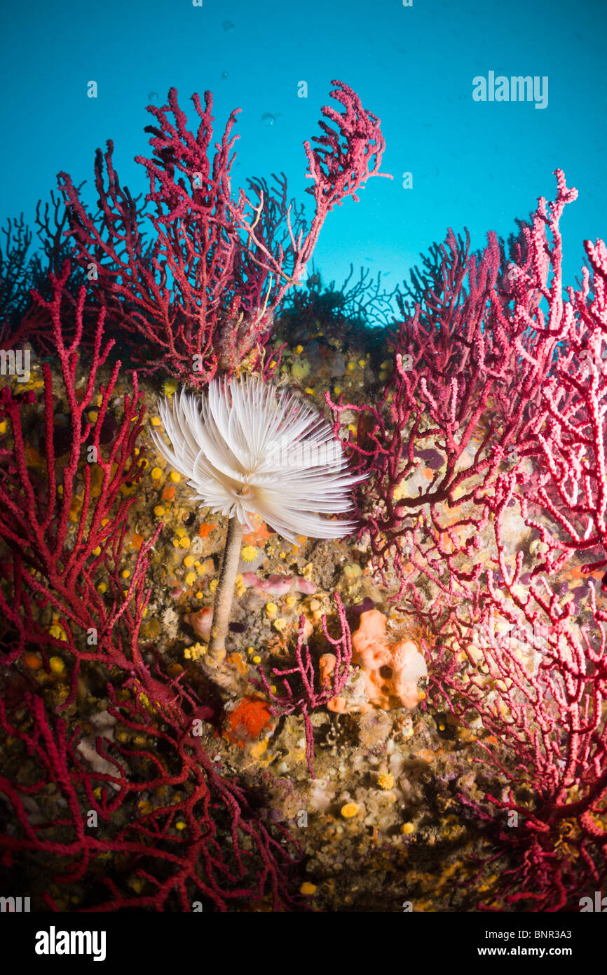 Spiral Schlauch Wurm im Korallenriff, Spirographis Spallanzani, Cap de Creus, Costa Brava, Spanien Stockfoto