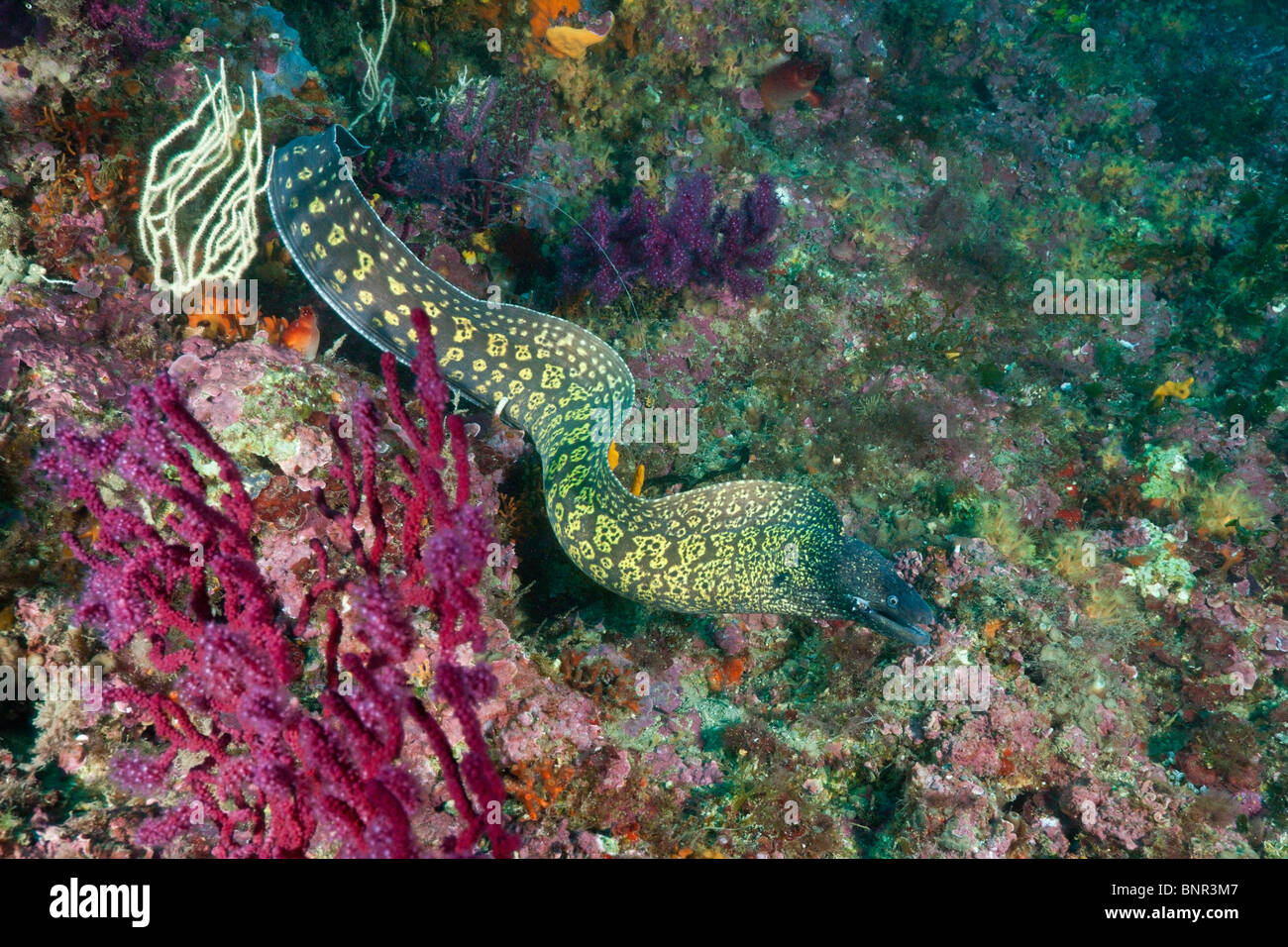 Mittelmeer-Muräne, Muraena Helena, Cap de Creus, Costa Brava, Spanien Stockfoto