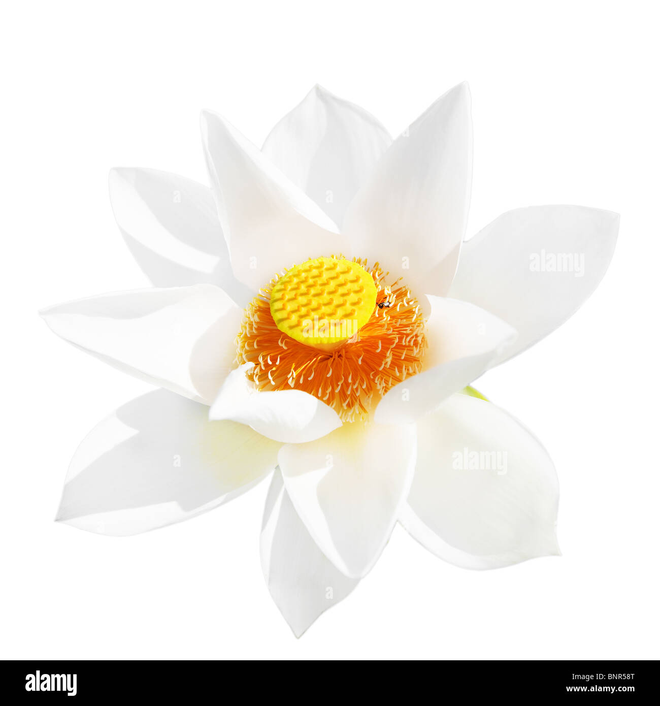Lotusblüte isoliert auf weißem Hintergrund Stockfoto