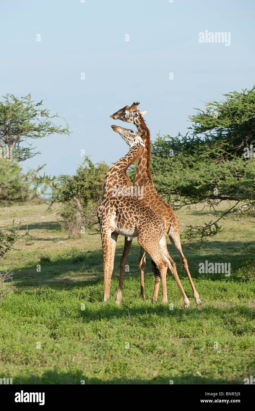 Giraffe Bullen kämpfen, Serengeti, Tansania Stockfoto