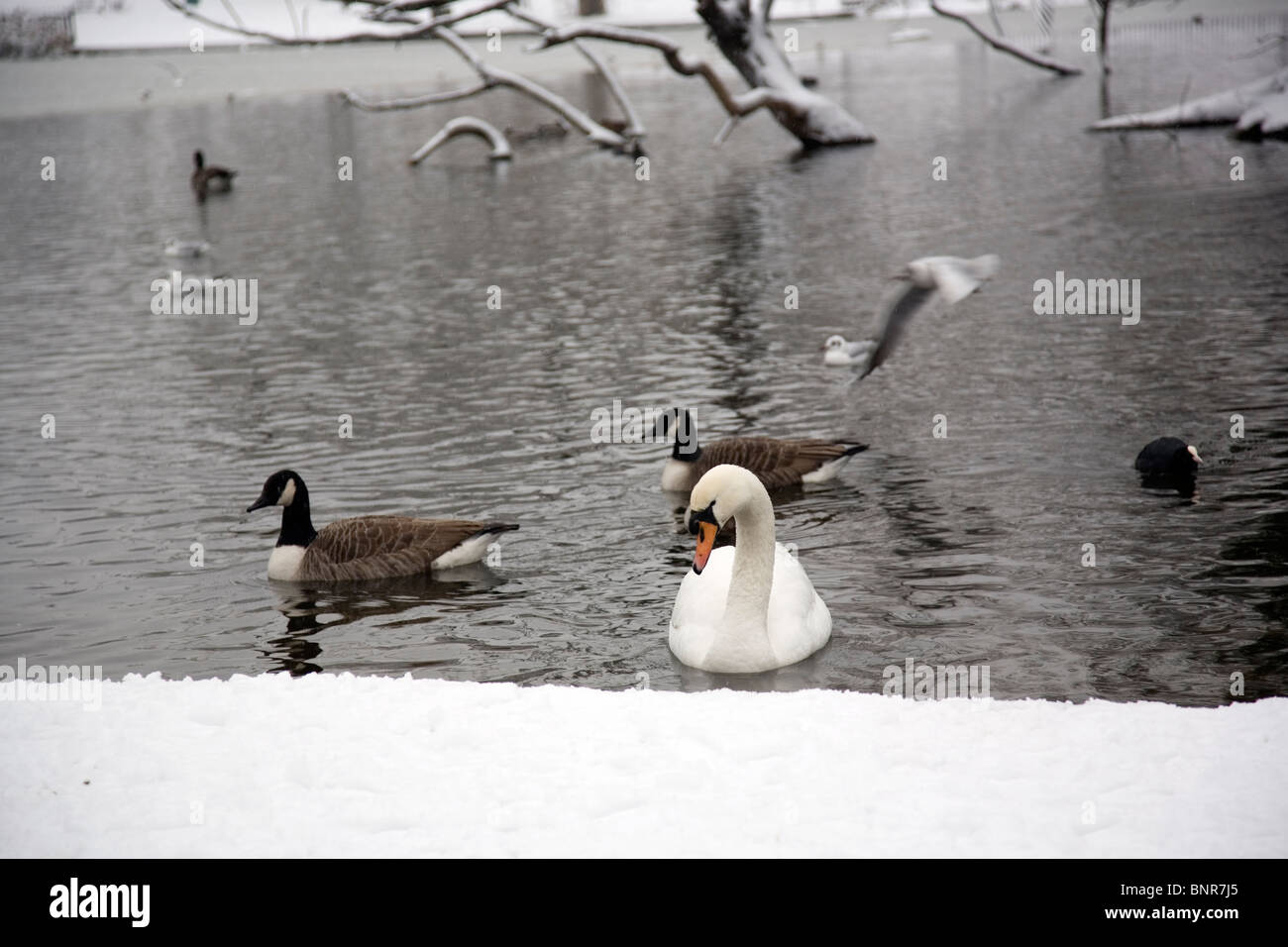 Kanadische Gänse und Schwan im Teich in Clapham im verschneiten Winter Stockfoto