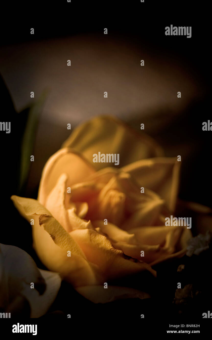 eine tote Blume rose vor einem dunklen Hintergrund Stockfoto