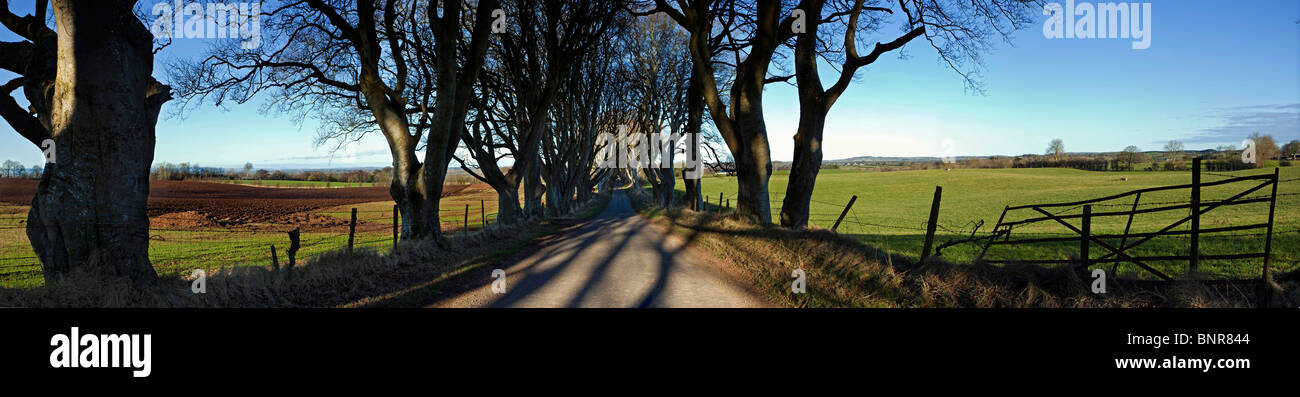 Dunkle Hecken Bregagh Road County Antrim-Nordirland Stockfoto