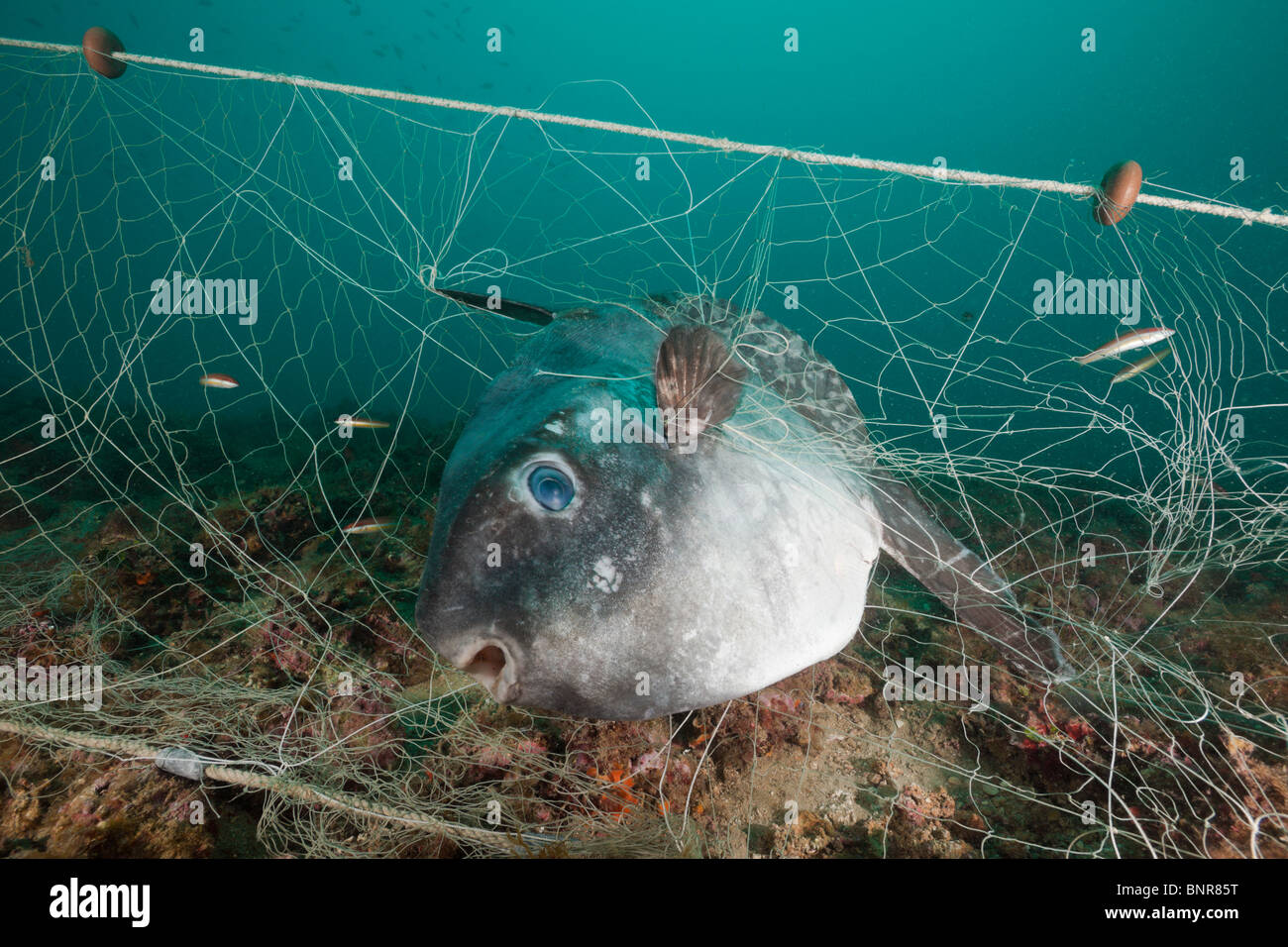 Mondfische gefangen im verlorenen Fischen Net, Mola Mola, Cap de Creus, Costa Brava, Spanien Stockfoto