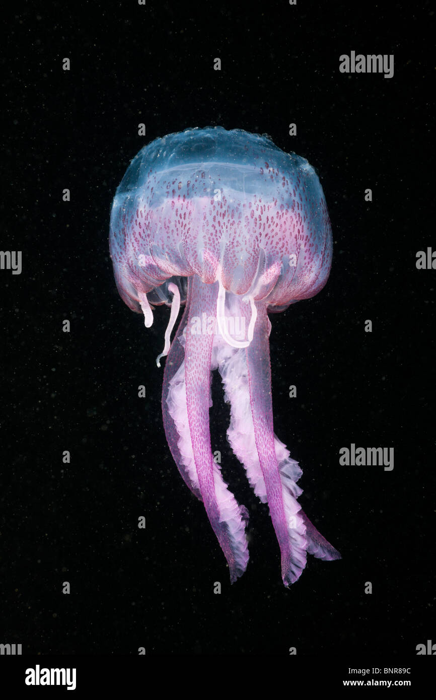 Mauve Stinger Quallen, Pelagia Noctiluca, Cap de Creus, Costa Brava, Spanien Stockfoto