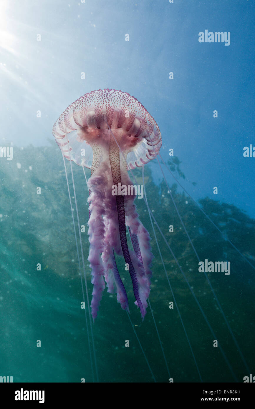 Mauve Stinger Quallen, Pelagia Noctiluca, Cap de Creus, Costa Brava, Spanien Stockfoto