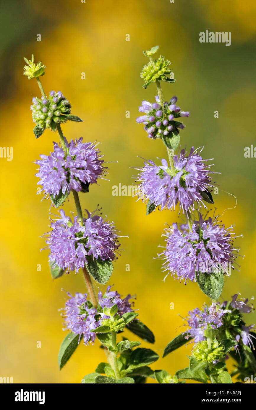 Penniroyal (Mentha Pulegium) Stockfoto